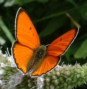 Schmetterling